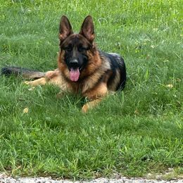 Sassi - German Shepherd