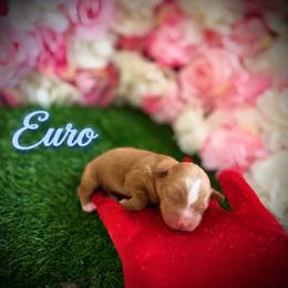 Euro - Apricot male Yorkipoo puppy in Pennsauken, New Jersey from Noir Luxe Litters of NJ