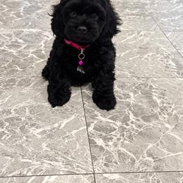 Cavapoo and Cockapoo Puppies from The Barkery