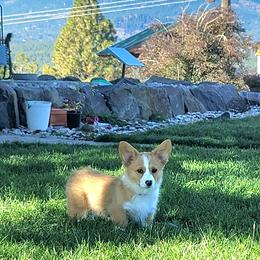 Pembroke Welsh Corgi Puppies from Top-Notch Paws