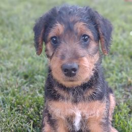 Girl 1 - Black and tan Airedale Terrier puppy in St. Cloud, Minnesota from RegalAire Kennels