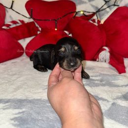 Oogie boogie - Black and cream male Dachshund puppy in Ceres, California from Rockin' M’s LilBitty Dachshunds (LBD)