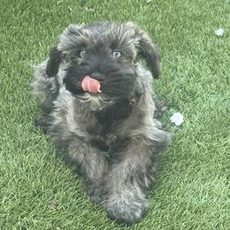 Weasley - Salt and pepper male Miniature Schnauzer puppy in Glendale, Arizona from Pipes of Gizzie’s Swamp
