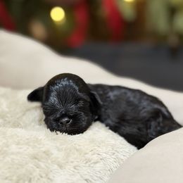 King - Black male Miniature Schnauzer puppy in Montebello, California from Rod Schnauzers