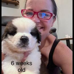 Yellow collar - Mahogany and white female Saint Bernard puppy in New Philadelphia, Ohio from Fletchers Saints