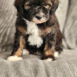 Moose - Parti male Poodle puppy in Saint Cloud, Florida from Rising Star Kennels