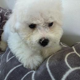 Mellow Yellow - White male Bichon Frise puppy in Henryville, Indiana from Sweetwaterbichonfriseandpoodles.com