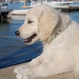 Golden Retrievers from Lucky Charm Goldens
