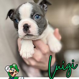 Luigi - Blue male Boston Terrier puppy in West Jefferson, Ohio from Kline Kennels