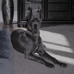 Great Dane Puppies from South Fort Blue Danes