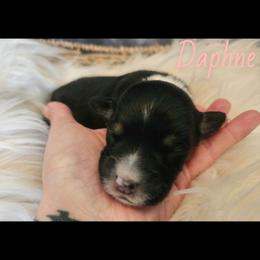 Daphne - Black tri female Miniature Australian Shepherd puppy in Macomb, Missouri from Faunus Farms and Aussies