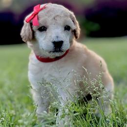 Miss Red Collar - Apricot female Poodle puppy in Screven, Georgia from Dreamland Standard Poodles