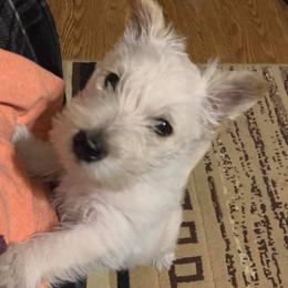 Scottish Terriers from Sandhills Edge Equine Massage and Scottish Terriers