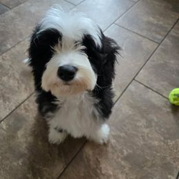 Bernedoodle and Cockapoo Puppies from Doodles of Joy
