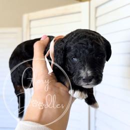 Light Pink - Tri-color female Bernedoodle puppy in Rockwall, Texas from Glory Doodles