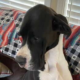 Betty - Great Dane