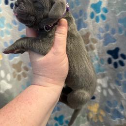 Purple collar - Blue female Great Dane puppy in Tyler, Texas from Blessed By Danes