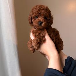 Poodle puppies from Midwest Miniature Poodles