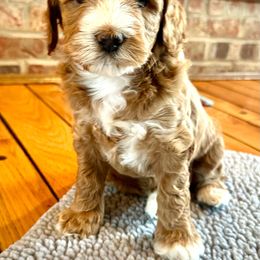 Phoebe - Apricot Australian Labradoodle puppy in Loveland, Ohio from Loveland Labradoodles