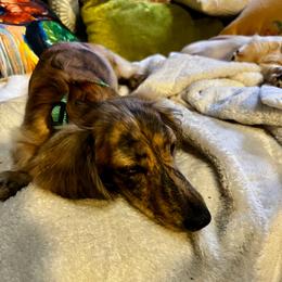 Gerda (Gertie) - Dachshund