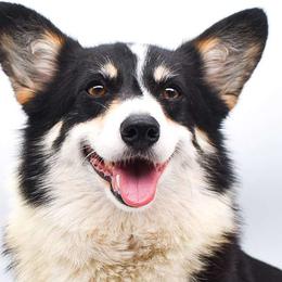 Fable - Pembroke Welsh Corgi
