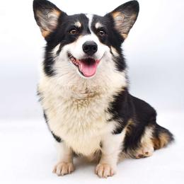 Fable - Pembroke Welsh Corgi