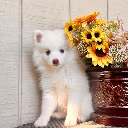 Callista - White female Pomsky puppy in Lincoln, Nebraska from Blue Heaven Pomsky