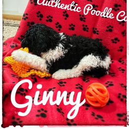 Poodle Puppies from Authentic Poodle Co
