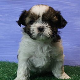 "Minnie has left with her new family!" Shih Tzu Puppies from Fuller Shih Tzus
