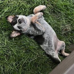 Australian Cattle Dogs from Willamette Valley Heelers