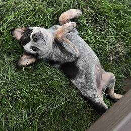 Australian Cattle Dogs from Willamette Valley Heelers