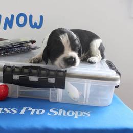 Minnow - Black and white female English Springer Spaniel puppy in Barnstead, New Hampshire from C & S Farms