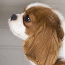 Penny - Beagle