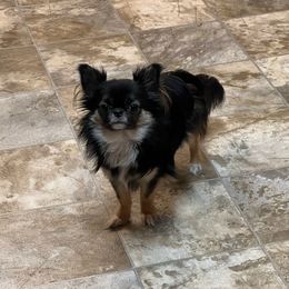 Maverick - Chihuahua