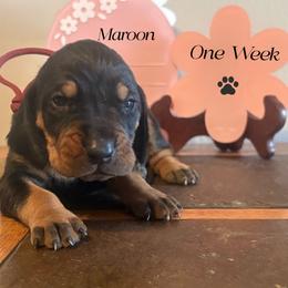 Fathers Day Ready Maroon girl - Black and tan female Black and Tan Coonhound puppy in Pueblo, Colorado from BT Coonhound