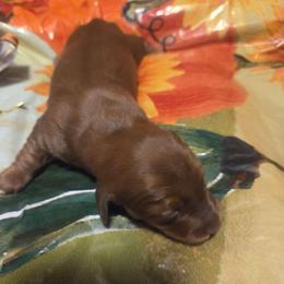 Rachel - Red female Dachshund puppy in Grover, North Carolina from Windie's Dachshunds