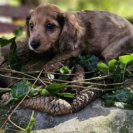 Otter - Dapple male Dachshund puppy in Richburg, New York from Granny's babies