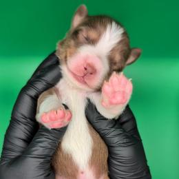 Jasmine3Boy4- RTM,NBT, blue eyes likely, CHIC-OFA-DNA-AKC Titled Parents - Red tri-color male Australian Shepherd puppy in South Hill, Virginia from Silverside Aussies LLC