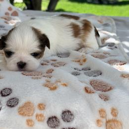 Shih Tzu Puppies from Our ShihTzu Family