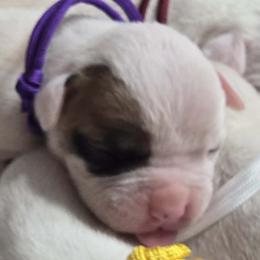 Reese - White and tan female American Bulldog puppy in Three Rivers, Michigan from Jemms Kennels