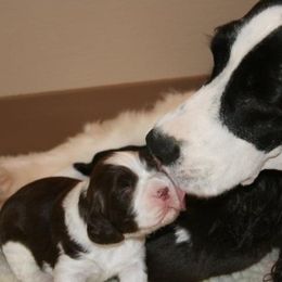 English Springer Spaniel Puppies from Ocoee English Springer Spaniels