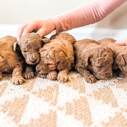 Lucy - Red  female Poodle puppy in Benton, Illinois from J & J Miniature Poodles