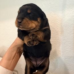 Crumble - Black and mahogany female Rottweiler puppy in Parker, Colorado from Denver Rotties