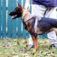 German Shepherd All Grown Up from Sportwaffen K9