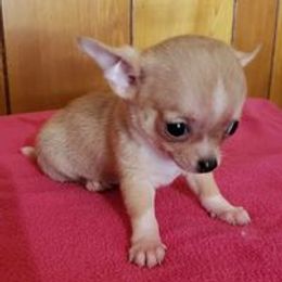 Chihuahuas and Cocker Spaniels from D&D Hill Country Cockers and Chihuahuas