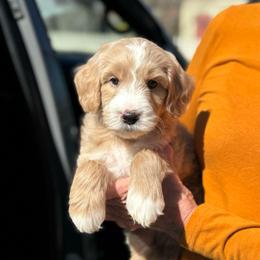 Ember - Apricot male Goldendoodle puppy in Wharton, Texas from Little Fur Friends