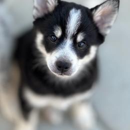 Pomskies from Natomas Pomsky