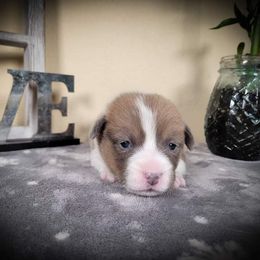 German Shepherd and Pembroke Welsh Corgi Puppies from J&R Shepherds & Corgis