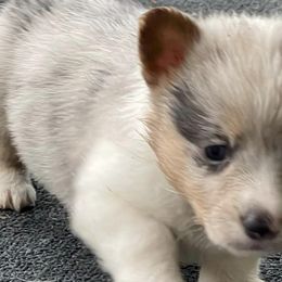 American Corgis and Pembroke Welsh Corgis from Shining J Corgis