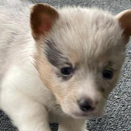 American Corgis and Pembroke Welsh Corgis from Shining J Corgis